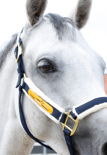 Licol en moumoute cheval – Image 2