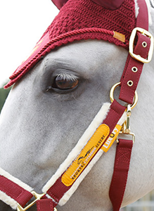 Licol en moumoute cheval – Image 4