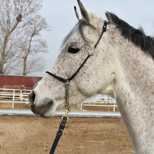 Licol cheval original